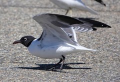 Leucophaeus atricilla