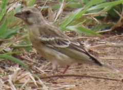 Crithagra citrinipectus