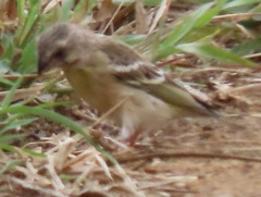 Crithagra citrinipectus