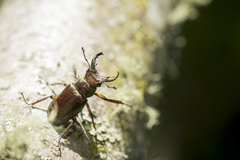 Lucanus kurosawai
