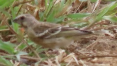 Crithagra citrinipectus