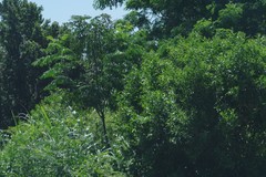 Cestrum laevigatum