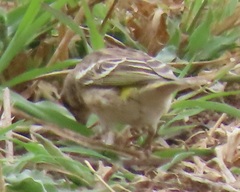 Crithagra citrinipectus