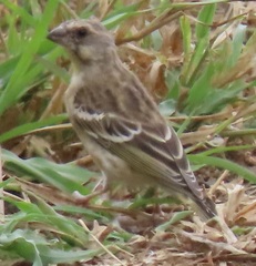 Crithagra citrinipectus