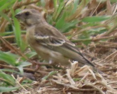 Crithagra citrinipectus