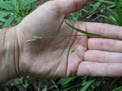 Carex laxiculmis copulata