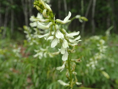 Astragalus williamsii