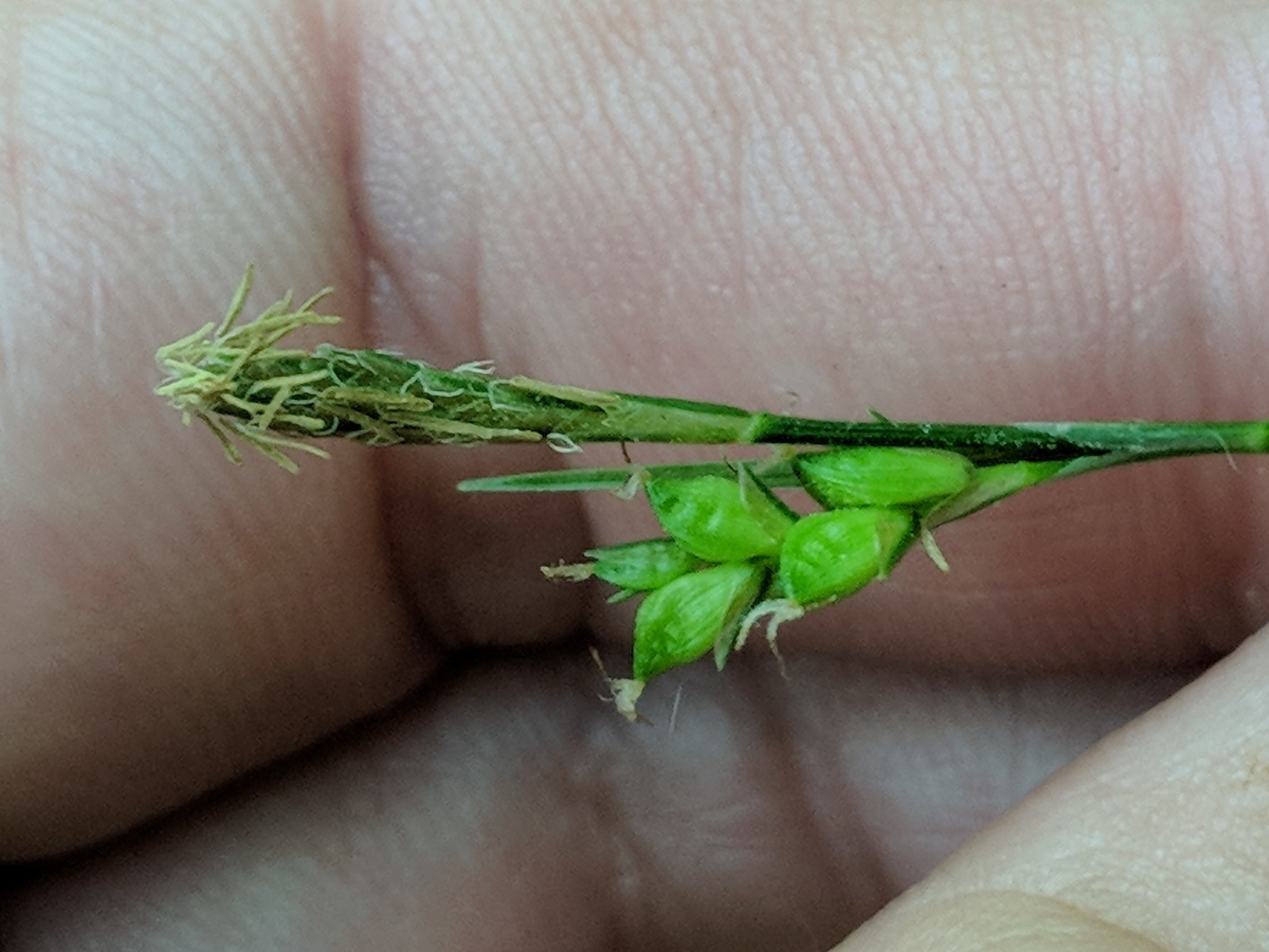 Carex laxiculmis