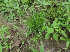 Carex laxiculmis copulata