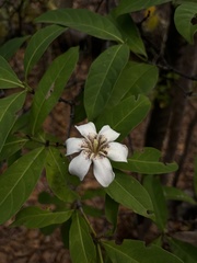 Rothmannia sootepensis