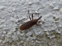 Lixus punctiventris