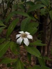 Rothmannia sootepensis