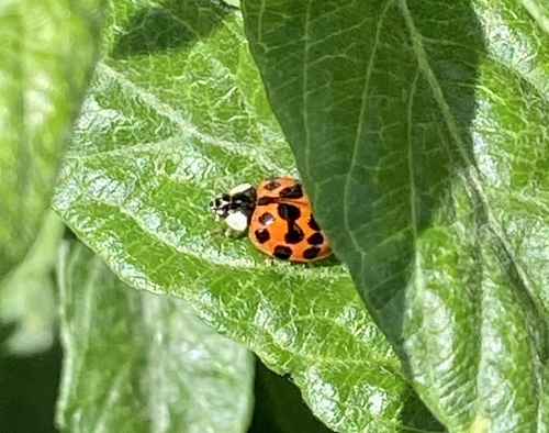 iNaturalist observation photo of Asian Lady Beetle