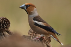 Hawfinch photo 1