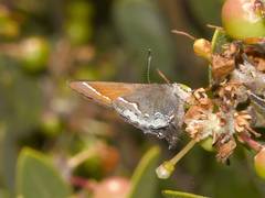 Callophrys