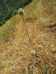 Allium phanerantherum