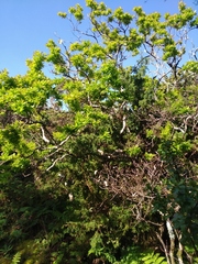 Vaccinium cylindraceum