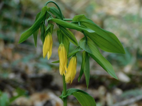 Largeflower bellwort (Uvularia grandiflora)