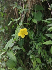 Pavonia sepium