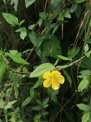 Pavonia sepium