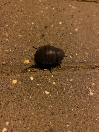 Photo of Egyptian Cockroach (Polyphaga aegyptiaca)