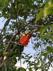 Punica granatum