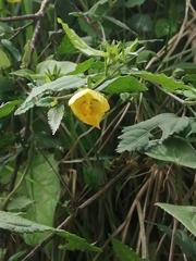 Pavonia sepium