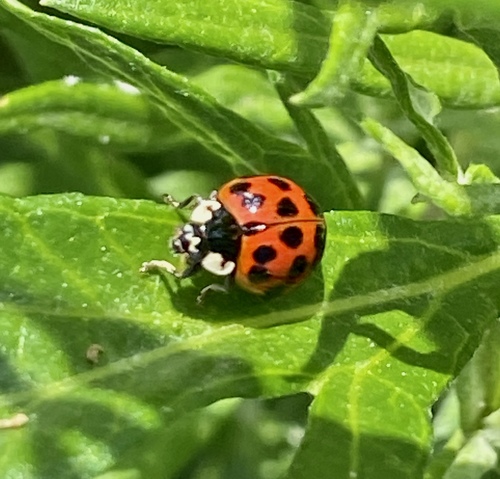 iNaturalist observation photo of Asian Lady Beetle