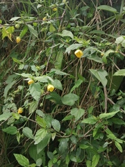 Pavonia sepium