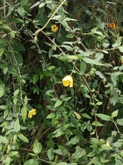 Pavonia sepium