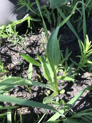 Echinacea angustifolia