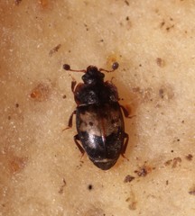 Omosita discoidea