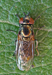 Lejogaster metallina