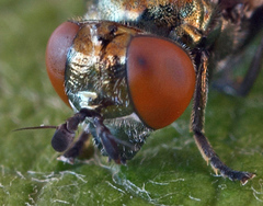 Lejogaster metallina