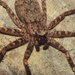 Crescent-eyed Spiders - Photo (c) Juan Cruzado Cortés, some rights reserved (CC BY-SA), uploaded by Juan Cruzado Cortés
