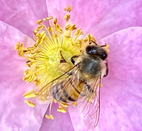 iNaturalist observation photo of Western Honey Bee