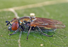 Lejogaster metallina