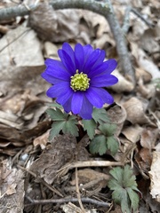 Anemonoides blanda