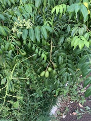 Spondias mombin