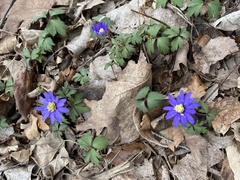 Anemonoides blanda