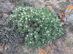 Astragalus tragacantha
