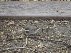 Junco hyemalis cismontanus