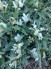Astragalus tragacantha
