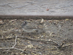 Junco hyemalis cismontanus