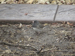 Junco hyemalis cismontanus