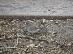 Junco hyemalis cismontanus