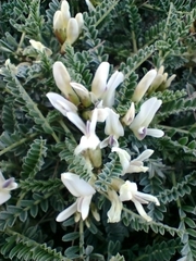 Astragalus tragacantha