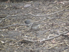 Junco hyemalis cismontanus