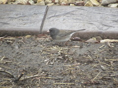Junco hyemalis cismontanus