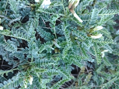 Astragalus tragacantha